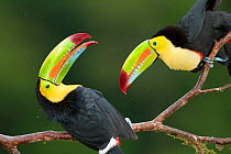 Keel billed toucan (Ramphastos sulfuratus) two perched together interacting, Costa Rica.