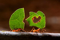 Leaf cutter ants (Atta sp) carrying plant matter, Costa Rica.