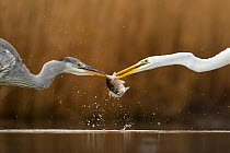 Great egret (Ardea alba) fighting over fish with Grey heron (Ardea cinerea) Lake Csaj, Kiskunsagi National Park, Pusztaszer, Hungary. January.
