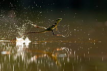 Double-crested basilisk (Basiliscus plumifrons) running across water surface, Santa Rita, Costa Rica.