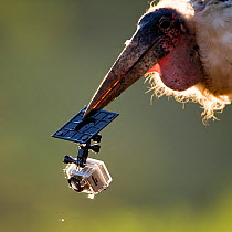 Marabou stork (Leptoptilos crumenifer) with part of remote camera in its beak, Mkuze, South Africa