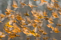Flock of Tree sparrows (Passer montanus) in flight, blurred motion, Pacsmag, Hungary