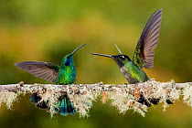 Green-crowned brilliant hummingbirds (Heliodoxa jacula) fighting, Savegre, Costa Rica