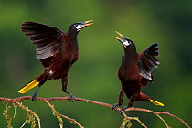 Montezuma oropendola (Psarocolius montezuma) two interacting, Costa Rica.