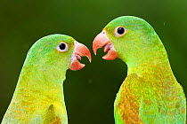 Orange chinned parakeets (Brotogeris jugularis) two looking at each other, Santa Rita, Costa Rica.