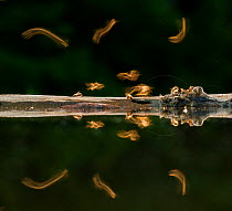 Honey bees (Apis melifera) puddling at water's edge, blurred motion., Kiskunsagi National Park, Hungary