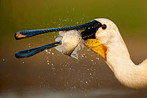 Spoonbilll (Platalea leucorodia) feeding, Lake Csaj, Kiskunsagi National Park, Pusztaszer, Hungary. May.