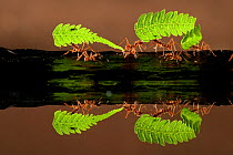 Leaf cutter ants (Atta sp) carrying pieces of fern, reflected in water, Costa Rica.