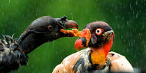 Black vulture (Coragyps atratus) squabbling with King vulture (Sarcoramphus papa) Costa Rica.
