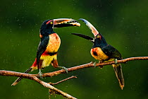 Collared aracari (Pteroglossus torquatus) two perched, possibly courtship feeding, Costa Rica.
