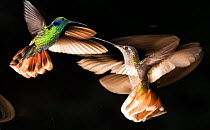 Green-crowned brilliant (Heliodoxa jacula) hummingbirds fighting, Savegre, Costa Rica