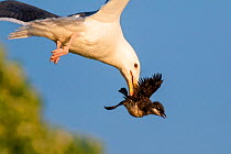 Greater black backed gull (Larus marinus) with Guillemot chick (Uria aalge) prey. Small repro only