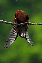Montezuma oropendola (Psarocolius montezuma) hanging upside down as part of a courtship display. Costa Rica.