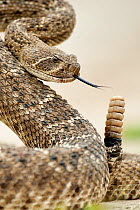 Western diamond-backed rattlesnake (Crotalus atrox) Texas, USA, April.