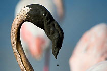 Great flamingo (Phoenicopterus roseus) with beak covered in mud after feeding, Pont De Gau Park, Rhone River, France.
