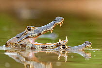 Jacare / Yacare caiman (Caiman crocodilus yacare) two caymans, one with mouth open, Pantanal, Brazil.