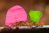 Leaf cutter ant (Atta sp) carrying colourful pieces of plant material, Santa Rita, Costa Rica.