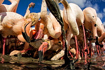 Great flamingo (Phoenicopterus roseus) feeding in sludge at bottom of river, Pont De Gau Park, Rhone River, France.