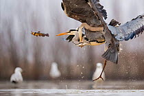 Grey herons (Ardea cinerea) squabbling for fish in flight, Lake Csaj, Kiskunsagi National Park, Pusztaszer, Hungary. January.