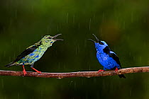 Red-legged honeycreeper (Cyanerpes cyaneus) male and juvenile male perched in rain, Costa Rica.