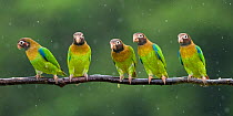 Group of five Brown-hooded parrots (Pyrilia haematotis) in rain, Costa Rica.