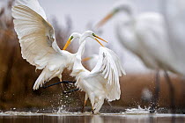 Great egrets (Ardea alba) fighting with necks intertwined,  Lake Csaj, Kiskunsagi National Park, Hungary. January.