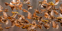 Flock of Tree sparrows (Passer montanus) in flight, blurred motion, Pacsmag, Hungary