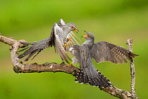 DUPLICATE Cuckoos (Cuculus canorus) squabbling, Kiskunsagi National Park, Pusztaszer, Hungary. February.