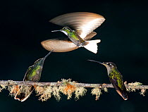 White-throated Mountain Gem (Lampornis castaneoventris), Green-crowned Brilliant (Heliodoxa jacula) group of three with one in flight, Savegre, Costa Rica