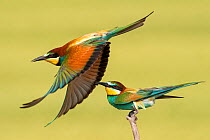 European bee eaters (Merops apiaster) one taking off another perched, Kiskunsagi National Park, Pusztaszer, Hungary. May.