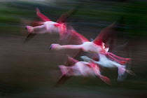 Great flamingo (Phoenicopterus roseus) group in flight, Pont De Gau Park, Rhone River, France.