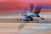 Blurred image of two Common cranes (Grus grus) in flight, Sweden.