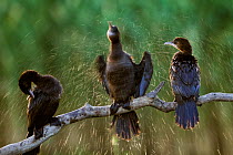 Three Pygmy cormorants (Microcarbo pygmeus) drying themselves, one by shaking off water, Hortobagy National Park, Hungary