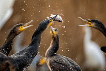 Cormorants (Phalacrocorax carbo) squabbling over fish, Pusztaszer, Kiskunsagi National Park, Hungary, November.