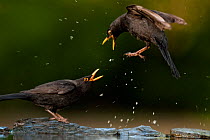 Blackbird (Turdus merula) fighting, splashing water, Pusztaszer, Kiskunsagi National Park, Hungary, April.