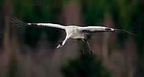 Eurasian crane (Grus grus) in flight, Sweden, April