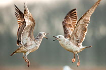 Caspian gulls (Larus cachinnans) juveniles fighting, Lake Csaj, Kiskunsagi National Park, Pusztaszer, Hungary. March.