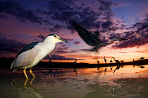 Black crowned night heron (Nycticorax nycticorax) at twilight with other herons in the background, including Grey heron (Ardea cinerea) in flight,  Lake Csaj, Kiskunsagi National Park, Pusztaszer, Hun...