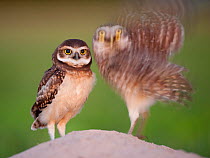 Two Burrowing owls (Athene cunicularia) fledgling with adult about to take off, Pantanal, Brazil.