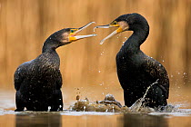 Two Cormorants (Phalacrocorax carbo) squabbling, Lake Csaj, Kiskunsagi National Park, Pusztaszer, Hungary.