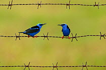 Red-legged honeycreeper (Cyanerpes cyaneus) two males on barbed wire. Costa Rica.