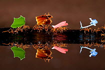 Leaf cutter ants (Atta sp) carrying colourful plant matter, reflected in water, Costa Rica.