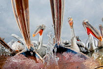 Dalmatian pelicans (Pelecanus crispus) low angle perspective of open bills whilst feeding, Lake Kerkini, Greece, February. Highly commended in World of Birds category in the Cadiz Photo Nature Competi...