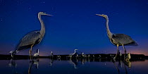 Grey heron (Ardea cinerea) face to face in lake, at night with stars, Lake Csaj, Kiskunsagi National Park, Pusztaszer, Hungary. July.