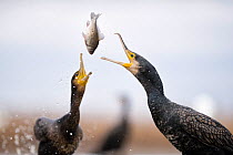 Cormorants (Phalacrocorax carbo) squabbling over fish, Lake Csaj, Kiskunsagi National Park, Pusztaszer, Hungary. January.