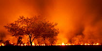 Grass fire at night in Pantanal, Brazil.