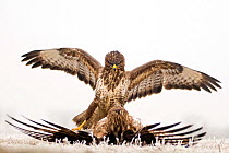 Two Buzzards (Buteo buteo) fighting, Lake Csaj, Kiskunsagi National Park, Hungary. February.