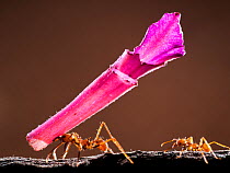 Leaf cutter ant (Atta sp) carrying pink flower segment, Santa Rita, Costa Rica.