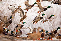 Flock of Mallard ducks (Anas platyrhynchos) taking off, Lake Csaj, Kiskunsagi National Park, Pusztaszer, Hungary. December.