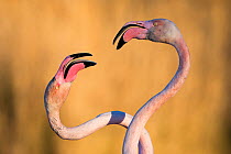 Greater flamingos (Phoenicopterus roseus) with necks intertwined, Pont De Gau Park, Rhone River, France. February.